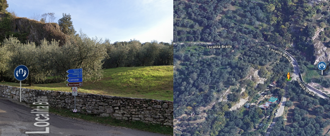 Braila morena - Arco